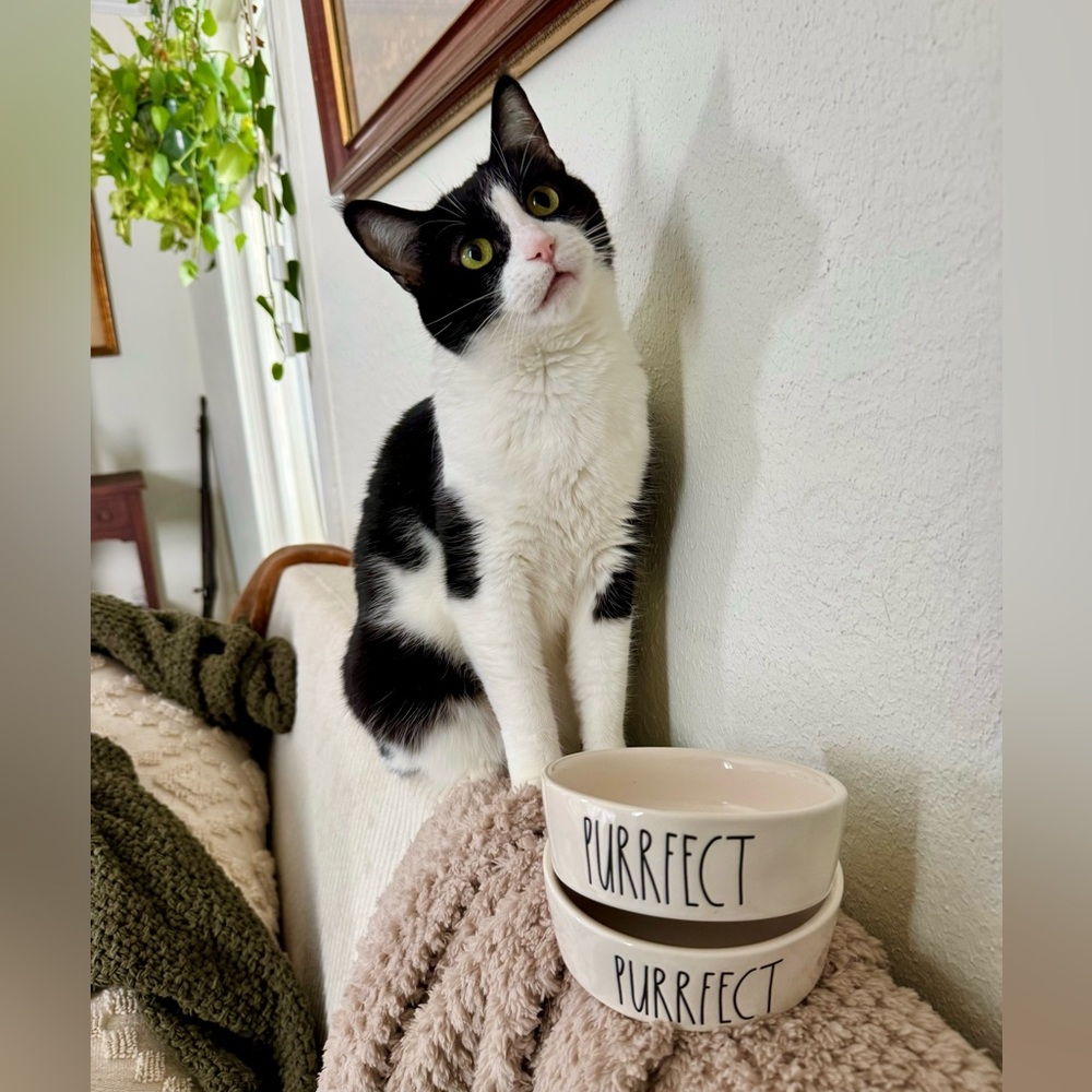 Rae Dunn Purrrfect cat food bowls set of 2